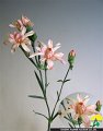 Dianthus caryophyllus (Spray) Tiara Cream